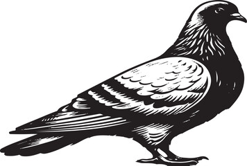 Obraz premium Art & Illustration, pigeon