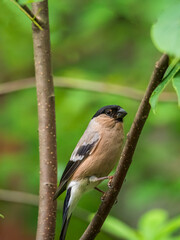 A female bullfinch sitting on the branches of a tree. Close-up portrait of a bird.