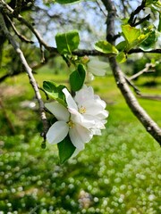 apple tree blossom