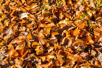 Colored Fall leaves on the Ground in Vorarlberg, Austria