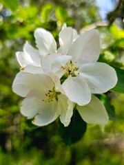 apple tree blossom