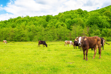 cow cattle on the pasture. rural landscape in spring. nature scenery with grassy meadow near the forest. concept of sustainability in agriculture. transcarpathian region of ukraine