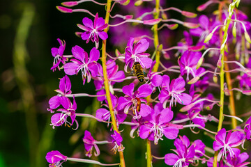 Obraz premium purple flowers in the garden