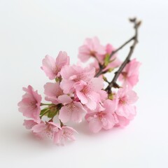 Naklejka premium Elegant Pink Cherry Blossom Branch on White Background - Delicate Floral Beauty