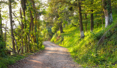 Hiking route in the tropical forest of Veracruz, Mexico, path of trees and ecotourism in Mexico in summer, sunny day and green nature in Mexico