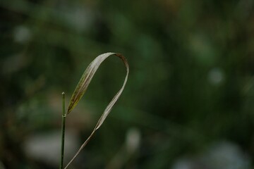 Single blade of grass