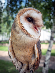 Barn owl. Close-up portrait of a bird.
