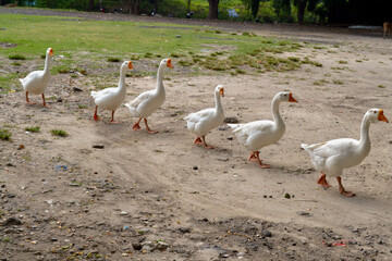 group of geese, A group of white Muscovy ducks line up neatly crossing an unpaved road