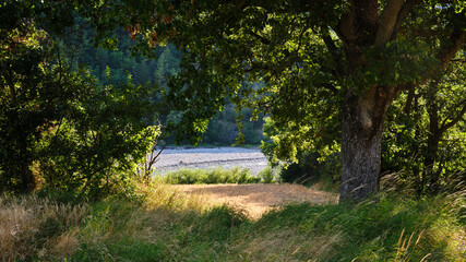 Foto scattata lungo la strada che connette Cabella Ligure a Cantalupo Ligure nella famosa Val...