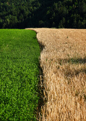 Foto scattata lungo la strada che connette Cabella Ligure a Cantalupo Ligure nella famosa Val...