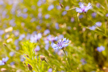 Summer landscape with bright blooming cornflowers in the field