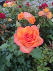 wonderful roses