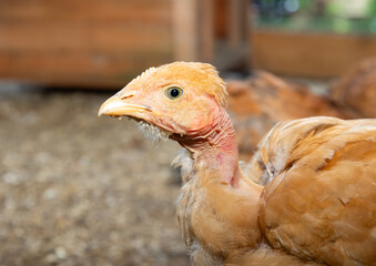 Close up naked neck chicken with light brown feathers forages in a bedding of wood shavings inside an enclosure with copy space for text.