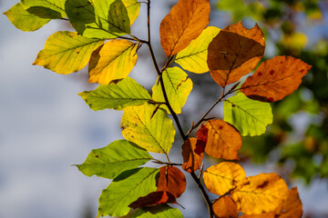 Obraz premium Fall - Autumn in the Walgau Valley, State of Vorarlberg, Austria