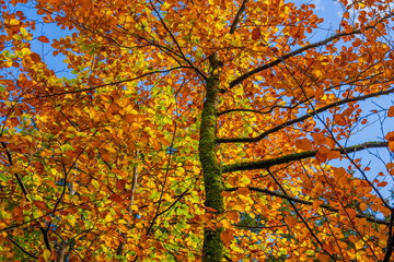Fall - Autumn in the Walgau Valley, State of Vorarlberg, Austria