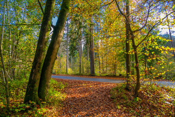 Fall - Autumn in the Walgau Valley, State of Vorarlberg, Austria