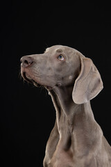 portrait of a weimaraner  dog