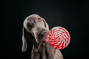 portrait of a Weimaraner dog with a lollipop