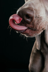 Weimaraner puppy shows tongue