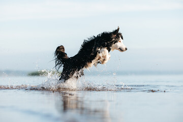 Border collie dog playing in the water