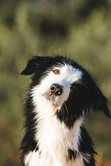 border collie portrait