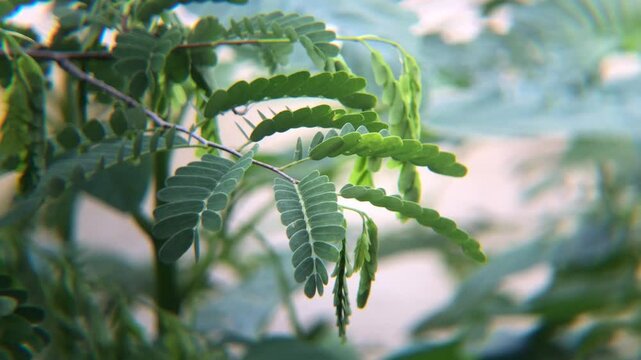 Fresh green tamarind leaves grow abundantly and move in the wind in the garden. Traditional tropical plant cultivation concept