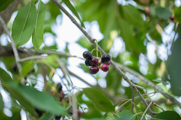 Jamun Fruit