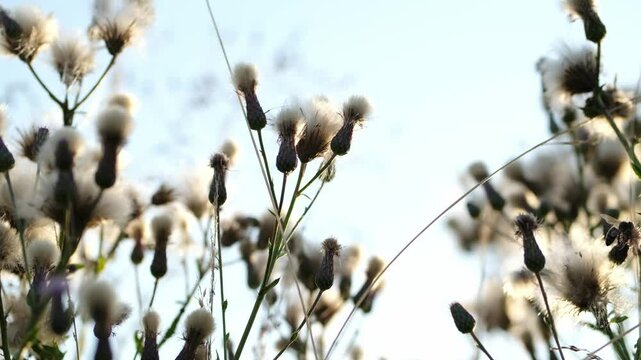 Cirsium arvense. Field medicinal plants. Wild flowers swaying in the wind. Creeping thistle or pink sow-thistle