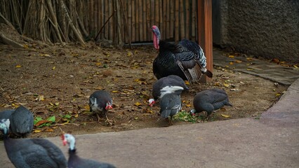 A group of Guinea Chickens (Numididae) at Solo Zoo Safari Park, close up view