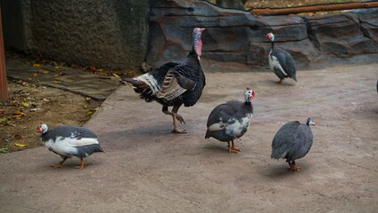 A group of Guinea Chickens (Numididae) at Solo Zoo Safari Park, close up view