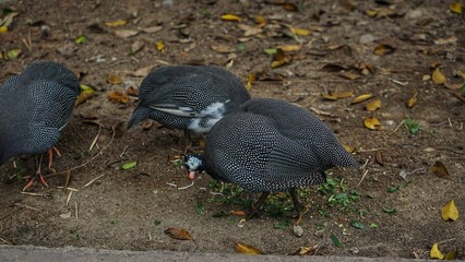 A group of Guinea Chickens (Numididae) at Solo Zoo Safari Park, close up view