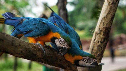 Great Blue Macaw (Blue-and-gold). Macaw couple at the Solo Safari Zoo park. Tropical and exotic birds.