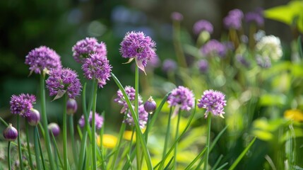 Obraz premium Close up of wild onions with a purple flower and wild leek backdrop