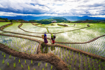 Nice rice terrace in Thailand. Thai farmers plant rice in the paddy field with cloudy sky.