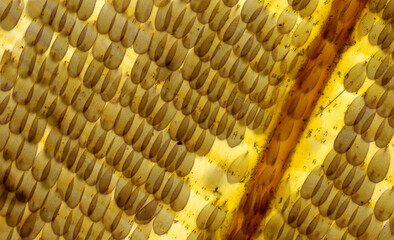 Histology of butterfly wing, closeup of scales, 80x magnification of unstained wet mount.