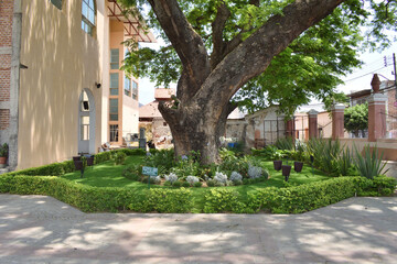 A large tree is in the middle of a garden with a green hedge surrounding it. The garden is well-maintained and has a peaceful, in the temple of Villa Corona, Mexico