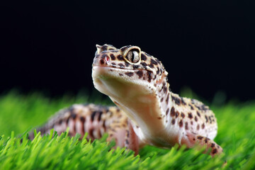 leopard gecko on the grass