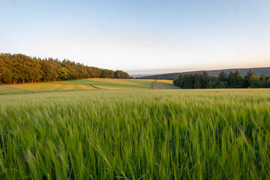 Hohes Gras im Sonnenuntergang