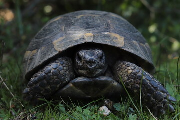 An African Sulcata Tortoise (Testudo sulcata) basks in the sun's rays, stretching out on a bed of green grass. The tortoise's shell is hard and covered in scales, protecting it from predators. 