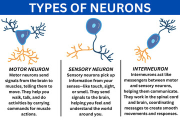 types of neurons science education infographic diagram sensory motor internal chat Poster for school  