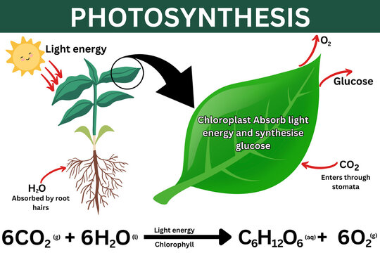 Photosynthesis explanation science diagram vector illustration education biological cellular respiration leaves