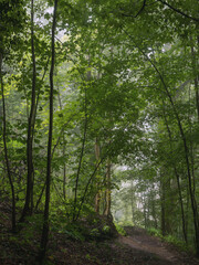 Fototapeta premium Weiches Licht, frisches Grün im Juli bei Nebel und Dunst , alter Mischwald Dammelsberg