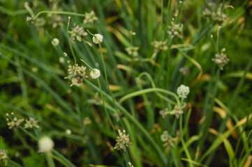Top view of green onions growing onion bulbs and bolts on top of green stems in summer garden
