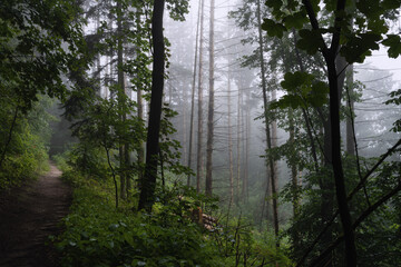 Obraz premium Weiches Licht, frisches Grün im Juli bei Nebel und Dunst , alter Mischwald Dammelsberg