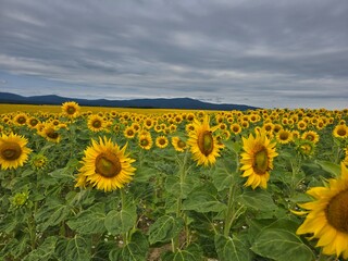 Obraz premium field of sunflowers