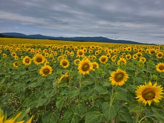 field of sunflowers