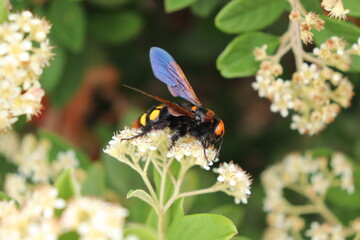 This photograph captures one of nature's most elegant and captivating dances: the moment a bee collects nectar from a flower.
