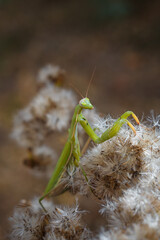 beautiful green european mantid or praying mantiss religiosa on some dried fluffy flowers. Soft focused vertical macro shot