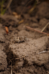 The blue-winged grasshopper, Oedipoda caerulescens camouflaged on the ground, soft focused macro shot