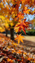 Autumn colorful background, fall backdrop
